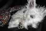 durmiendo... durmiendo...